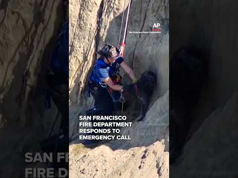 Firefighters rescue dog from cliff in San Francisco
