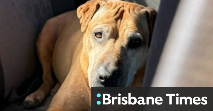 Family demand action after dogs stabbed