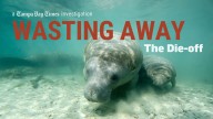 Wasting Away: Rampant pollution caused manatees to starve. Florida waters are getting worse.