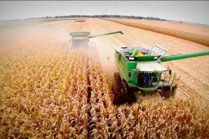 El ingreso de dólares del agro podría desplomarse un 80% hacia fin de año