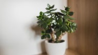 El truco infalible para que tu árbol de jade explote de vida: el secreto está en la cocina
