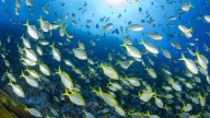 Acuerdo mundial para terminar con las subvenciones públicas a la sobrepesca