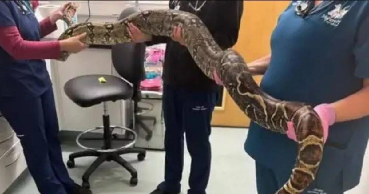 Dog walker finds huge boa constrictor lurking next to UK primary school