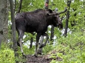 Immovable moose that shut down ADK mountain didn’t have brainworm, report says