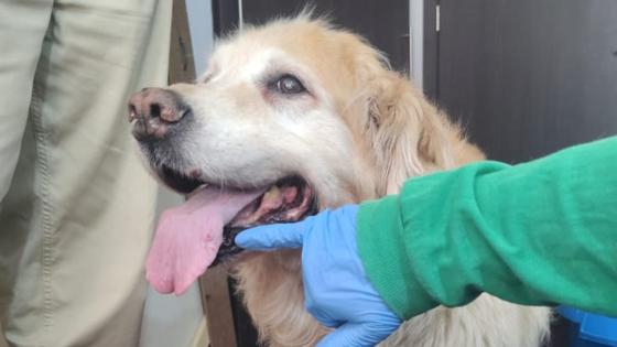 Samanta, perrita maltratada en Cedritos, fue rescatada tras protestas