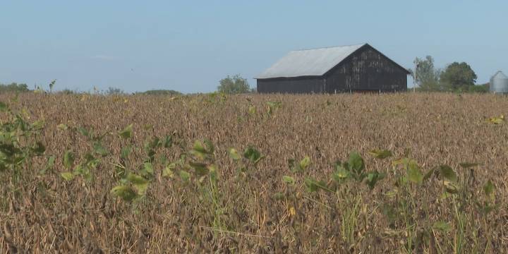 Central Ky. soybean farmers feel the impact of China’s retaliatory tariffs