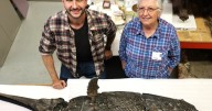 Los secretos del "dragón espada": Su increíble aspecto entre delfín y reptil prehistórico