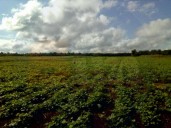 Apuestan productores por la jícama para recuperarse, tras una ‘difícil temporada’ en José María Morelos