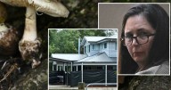 Mushroom murder books hit the shelves, with fresh takes