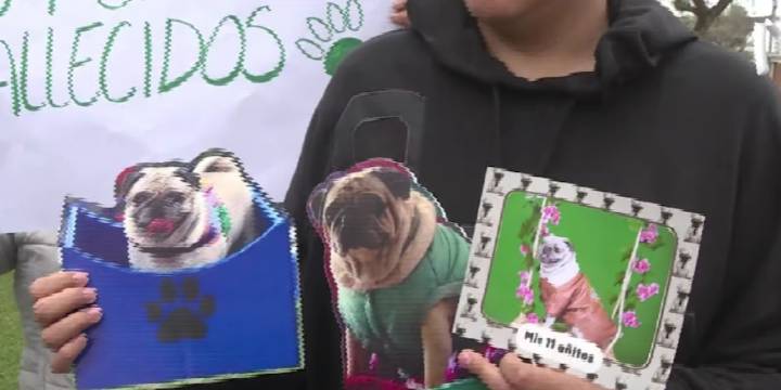 Vecinos de San Isidro reclaman justicia por muerte de mascotas tras envenenamiento en parques