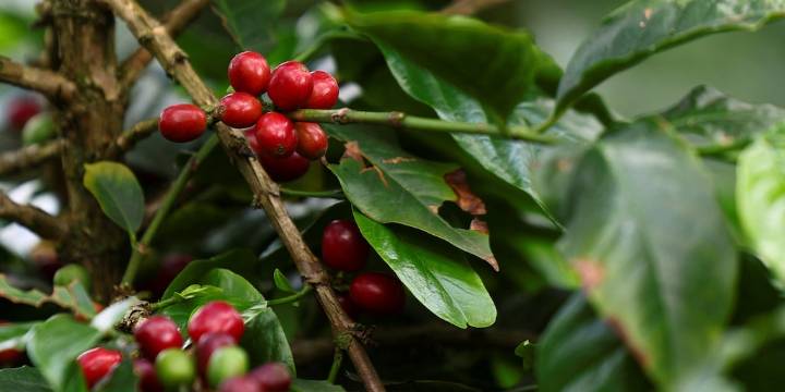 Colombia desafía a Brasil y pronto se volvería el mayor proveedor de café de Estados Unidos: esto le falta para serlo