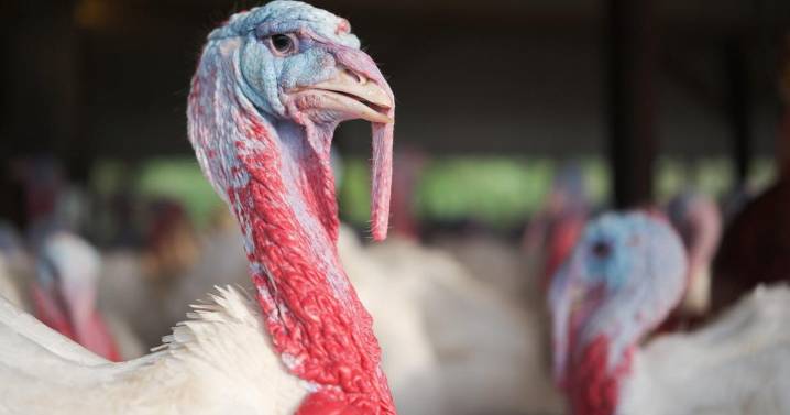 Turkey Farm Challenges Could Affect Thanksgiving Prices [Opinion]
