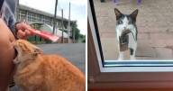 45 Of The Best Pics Of ‘Cats With Threatening Auras’