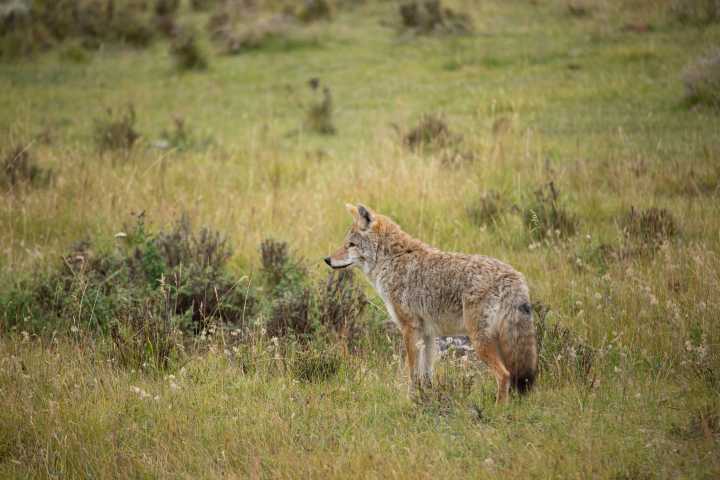 Montana FWP responds to report of coyote-dog attack in Big Sky