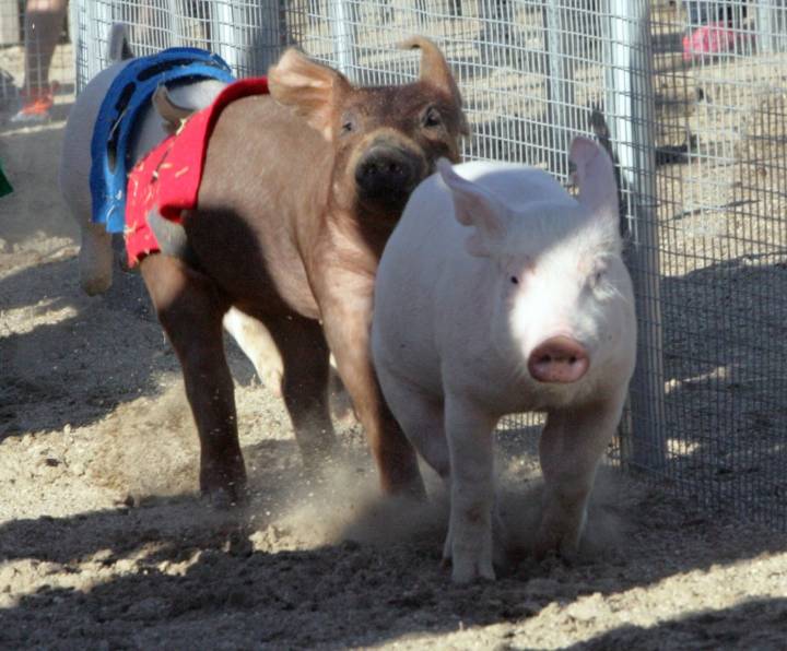 Congress shouldn’t override state and local farm animal welfare laws