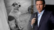 "Trooper’s Law": Florida castiga con pena de cárcel el abandono de perros en desastres