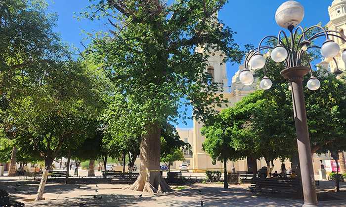Acordonan árbol de ceiba en la Plaza Zaragoza tras desprendimiento de un brazo