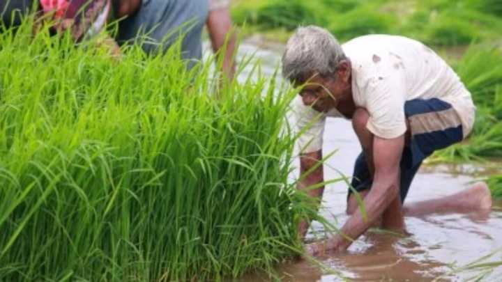 Cabinet approves Rs 37,952 cr subsidy for  P&K fertiliser for 2025 rabi season