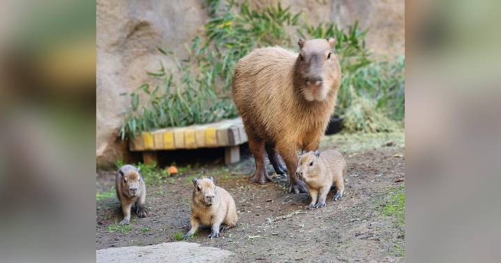 Sacramento Zoo's capybara gives birth to litter of five pups
