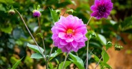 Monty Don shares easy trick to squeeze one last bloom from dahlias this autumn