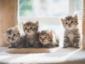 Teacher apologizes for feeding ‘ailing’ kitten to classroom snake
