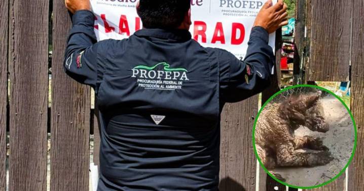 Caso osa Mina: Profepa impone clausura total temporal al zoológico La Pastora