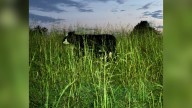 Warren County Fire Department System rescues calf from sinkhole