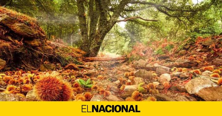 Novedades de temperatura en Catalunya: ¿Castanyada en manga corta, o fría como las de antes?