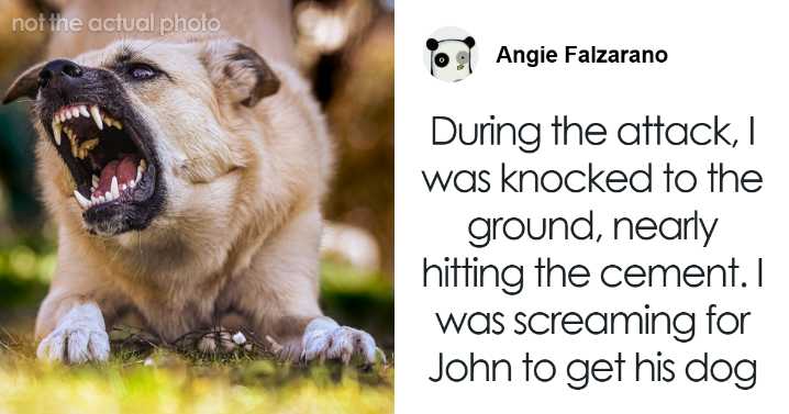 Hey Pandas, Knocked Down By A Neighbor’s Dog And Falsely Accused, How Should I Protect Myself?