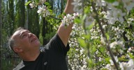 Fruticultura en la Patagonia: el productor que hace de la prolijidad una exitosa estrategia
