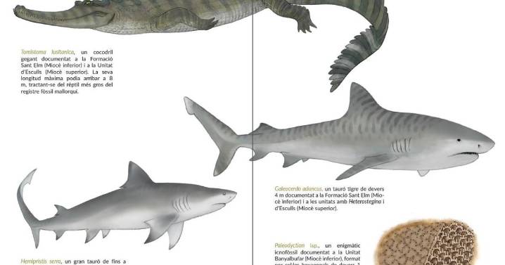 Una obra muestra cómo eran la fauna y la flora de Baleares desde hace 23 millones de años