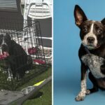 Severely burned puppy treated by the Arizona Humane Society finds forever home