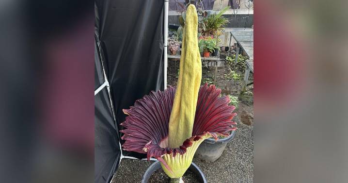 Roseville High's rare corpse flower blooms just in time for Halloween