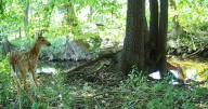 Penn project sets up camera around city to better understand urban wildlife