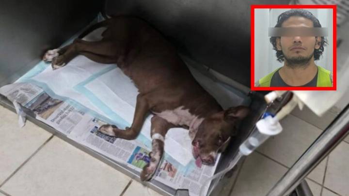 Detienen a sujeto que golpeó y ahorcó a su mascota en Ciudad Juárez