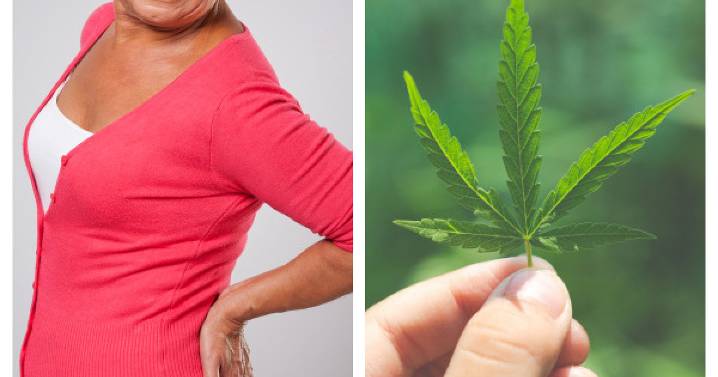 El extracto de esta planta podría evitar este dolor en adultos mayores: ¿por qué?