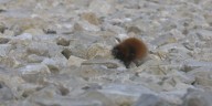 Predicting winter with Wooly Bear Caterpillars