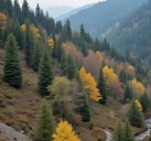 No large-scale deforestation in J&K: Government