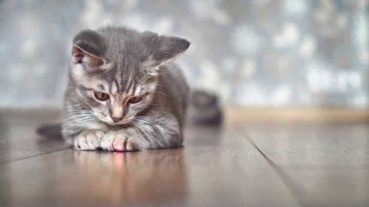 Esta es la guía para la crianza de su primer gato en casa: los errores que debe evitar y cuidados iniciales