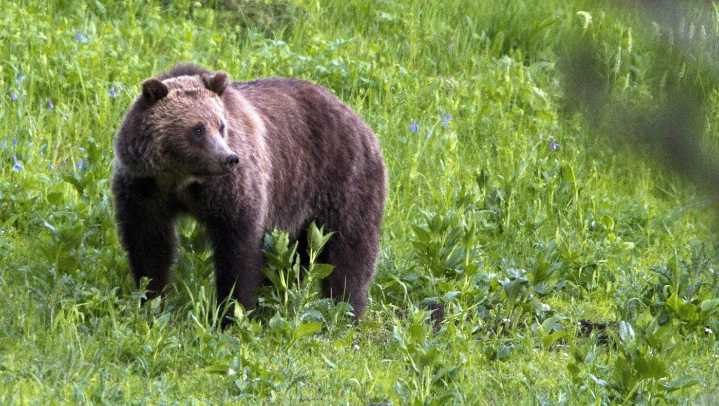 B.C. hikers in stable condition after being attacked by grizzly bear