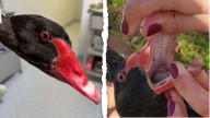 RSPCA investigate ‘distressing’ bird cruelty involving minors at Stirling Lakes