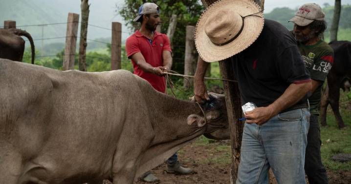 Confirma Querétaro caso de gusano barrenador; ya son 10 estados afectados