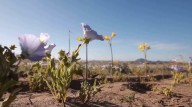 Scientists study rare bloom in the Atacama Desert, one of the driest places on Earth
