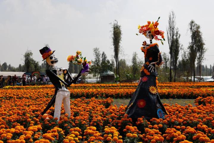 This orange flower cloaks Mexico during Day of the Dead. Climate change is putting it at risk.