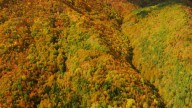 El Bosque de los Colores, nueva atracción del otoño en el Pirineo con visita guiada gratuita