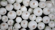 Productores de EU piden a Trump cobrar arancel de 4 dólares por bolsa a las cebollas mexicanas
