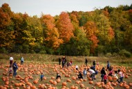 The great Upstate NY pumpkin pick: 24 best U