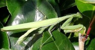 Praying mantis species spotted in southwest England for first time