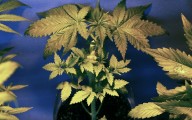 Reconocimiento terapéutico de la marihuana en la sociedad actual