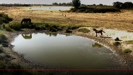 Doñana tendrá "una regulación más restrictiva" para el acceso de perros y otras especies domésticas
